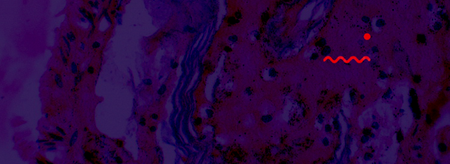 Visite guidate all'Oratorio di San Michele Arcangelo di Pozzoveggiani