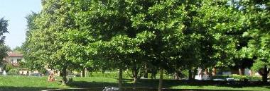 Parco Iris parchi verde alberi albero 380 ant